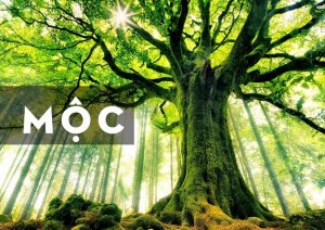 mệnh mộc hợp màu gì